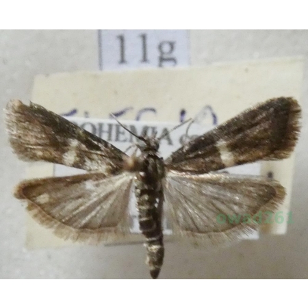 Elegia similella (Zincken, 1818) Czech11g